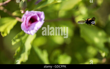 Un battant sur bee pour polliniser une fleur. Banque D'Images