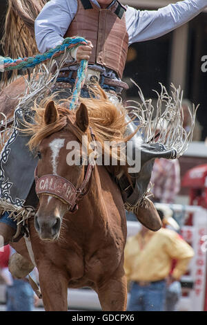 Saddle bronc rider au Calgary Stampede Rodeo Banque D'Images