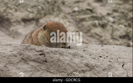 Les jeunes prairiedog ou cynomys venant hors de la terre Banque D'Images