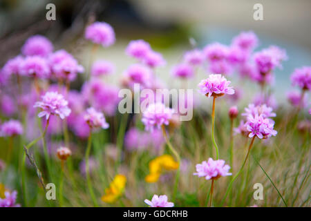 L'économie, ou la mer rose, l'Armeria maritima, à proximité de Portmeirion, Gwynedd, par le Dwyryd estuaire ; fin mai. Banque D'Images