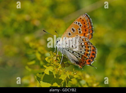 Fiery moindre papillon sur cuivre plante verte Banque D'Images