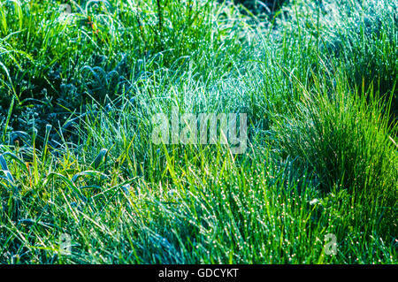 L'herbe couverte de rosée longue au bord de la route - France. Banque D'Images