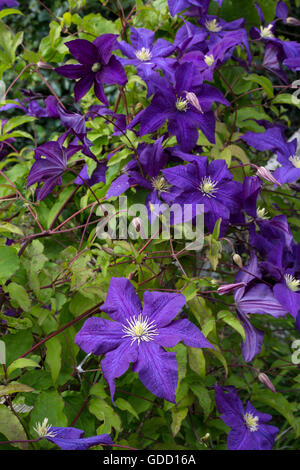 Deep purple Clematis Fleurs. "Old Man's Beard'. Jardin, Irlande Banque D'Images