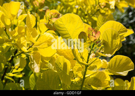 Cotinus Coggyria Ancot arbuste à feuilles caduques feuille ; Golden Spirit Banque D'Images