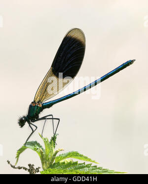 Demoiselle Calopteryx splendens Demoiselle bagués perché sur l'ortie - Lea Valley Essex UK Banque D'Images