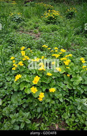 Souci de marais, Kingcup ou Molly Blobs Caltha palustris de plus en terrain marécageux dans une dale dans le Derbyshire Peak District Banque D'Images