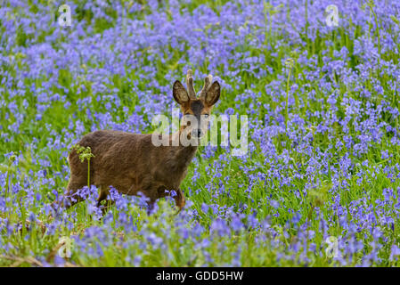 Les chevreuils dans bluebells, Dumfries et Galloway, Écosse Banque D'Images