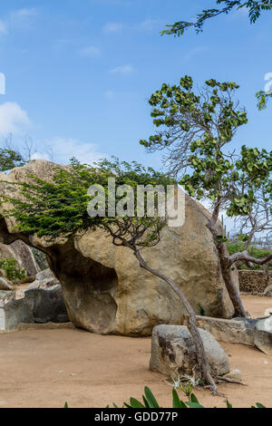 Rochers, arbres et Divi Divi Aruba en Cactus Garden Banque D'Images