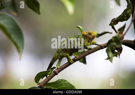 Jackson's Chameleon ou trois-horned Chameleon, chamaeleo jacksonii, adultes, sur la branche, au Kenya Banque D'Images