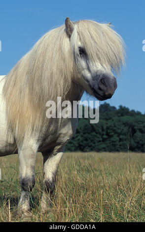 Poney SHETLAND, ADULTE DEBOUT SUR L'HERBE Banque D'Images