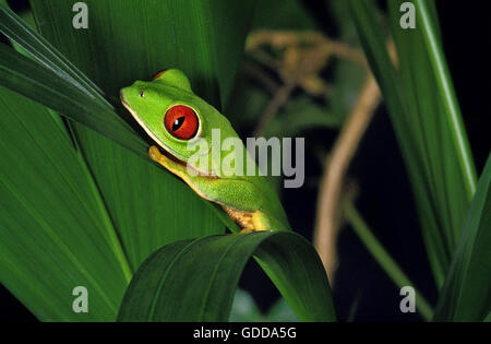 RED-eyed tree frog agalychnis callidryas, ADULTE ON LEAF Banque D'Images