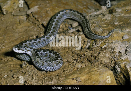 Meadow Viper, Vipera ursinii Banque D'Images