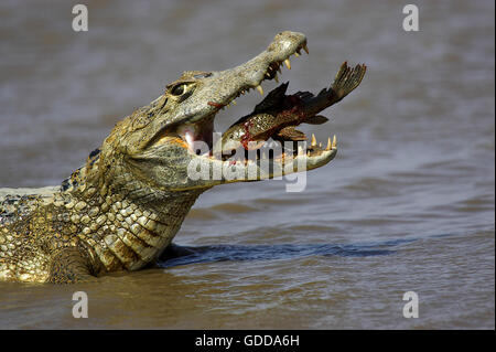 Caïman à lunettes, Caiman crocodilus capture des poissons adultes, LOS LIANOS AU VENEZUELA Banque D'Images
