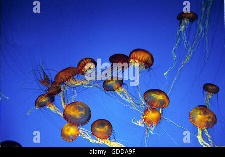 Purple-Stripped, méduses pelagia noctiluca Banque D'Images