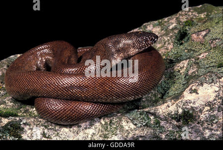 Sable indien, Boa johnii eryx Banque D'Images