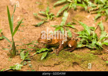 Grenouille, Hyla lanciformis, parc national de Manu au Pérou Banque D'Images