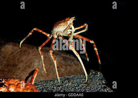 Araignée de mer japonais ou crabe araignée géante, macrocheira kaempferi, adulte Banque D'Images