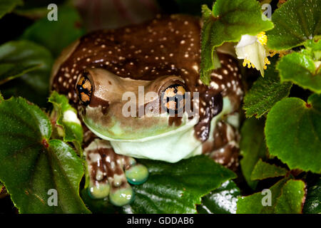 Phrynohyas resinifictrix GRENOUILLE LAIT AMAZON, adulte Banque D'Images