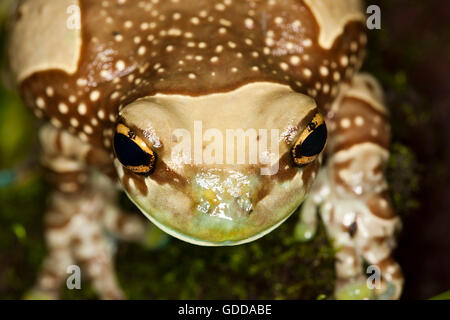 Phrynohyas resinifictrix GRENOUILLE LAIT AMAZON, PORTRAIT D'ADULTE Banque D'Images