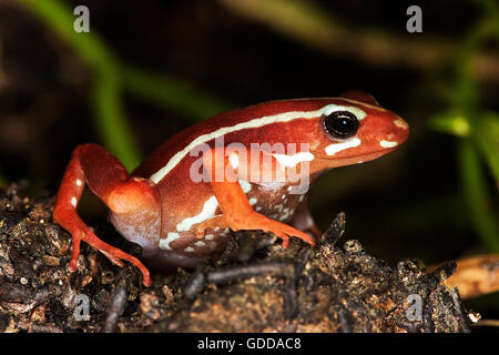 Grenouille epipedobates tricolor POISON fantasmatique, adulte Banque D'Images