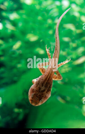 Grenouille comestible ou grenouille verte, Rana esculenta, têtard en étang, Normandie Banque D'Images