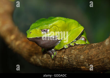 Grenouille singe géant ou cireux, Géant Grenouille phyllomedusa bicolor, des profils sur Branch Banque D'Images