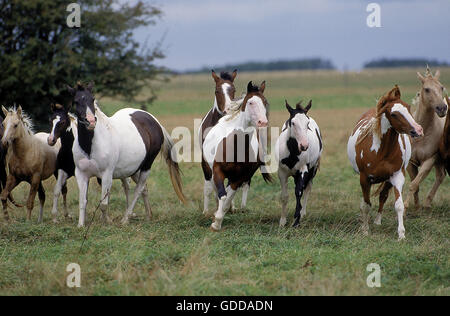 PAINT HORSE, TROUPEAU STANDING ON MEADOW Banque D'Images
