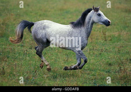 Shagya, cheval galopant à travers les enclos Adultes Banque D'Images