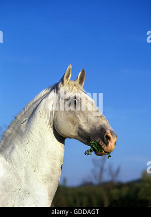Cheval de Camargue, Portrait d'adulte avec l'herbe dans sa bouche Banque D'Images