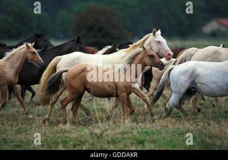 AMERICAN SADDLEBRED HORSE, TROUPEAU TROTTANT À TRAVERS PRAIRIE Banque D'Images