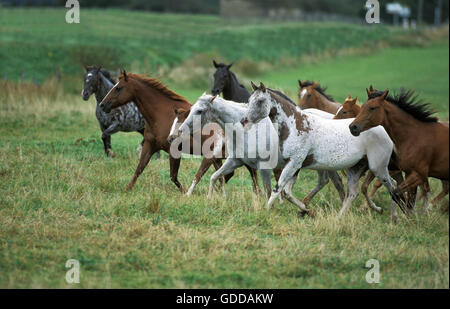 AMERICAN SADDLEBRED HORSE, TROUPEAU TROTTANT À TRAVERS PRAIRIE Banque D'Images