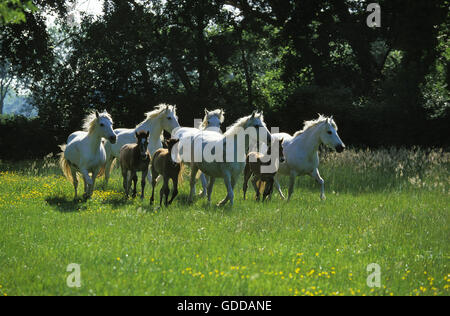 Cheval de Camargue, troupeau avec des Juments et Poulains, SUD DE LA FRANCE Banque D'Images