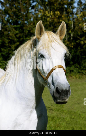 PERCHERON HORSE, PORTRAIT D'ADULTE PORTANT DES DOS-NU Banque D'Images