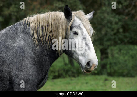 Portrait du cheval percheron Banque D'Images