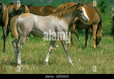 Chevaux anglo-arabes, Fawl et Troupeau Banque D'Images