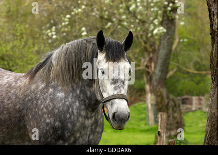 Chevaux de trait Percheron, une race française Banque D'Images