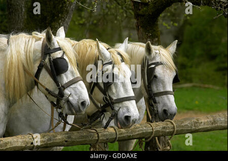 Chevaux de trait Percheron, une race française Banque D'Images