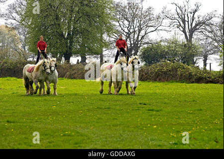Chevaux de trait Percheron, formation, Normandie Banque D'Images