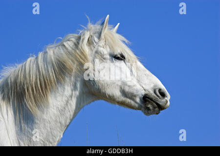 Cheval de Camargue, SAINTES MARIE DE LA MER DANS LE SUD DE LA FRANCE Banque D'Images