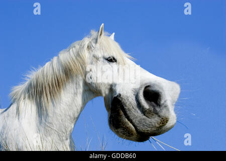 Cheval de Camargue, Funny Portrait, Saintes Marie de la mer dans le sud de la France Banque D'Images