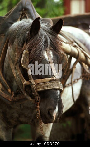 Chevaux de trait avec faisceau Banque D'Images