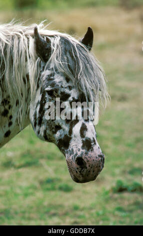 Cheval Knabstrup, Portrait Banque D'Images