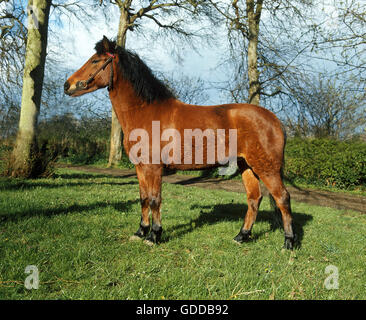 Poney New Forest, adulte debout sur l'herbe Banque D'Images