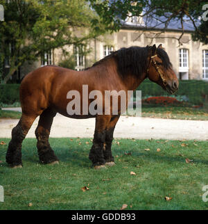 Ardenese Cheval, étalon au Haras de Compiègne en France Banque D'Images