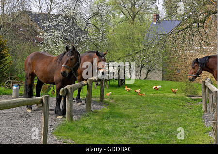 Cob Normand à cheval ferme, un projet de race Normande Banque D'Images