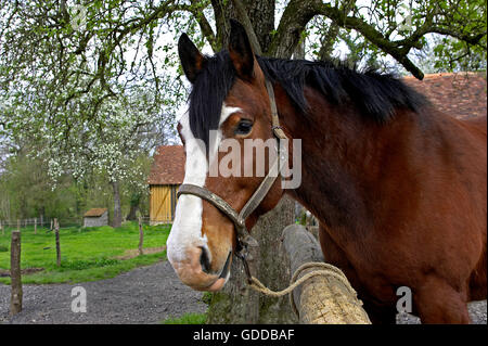 Cob Normand, cheval de race française Banque D'Images