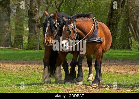 Cob Normand cheval, un projet de race Normande Banque D'Images