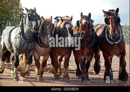 Drafthorse Belge Brabant, faisceau Banque D'Images