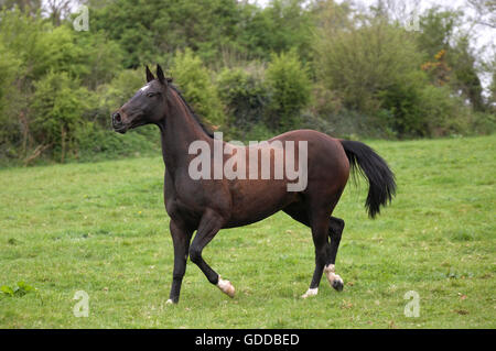 Akhal Téké, race du Turkménistan, Mare Banque D'Images