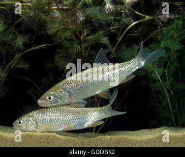 Leuciscus cephalus, Chub Banque D'Images